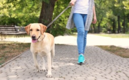 Person outside, walking a dog along a path